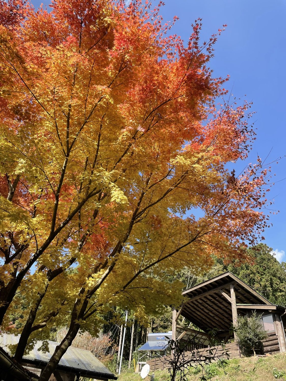 紅葉の山と小屋